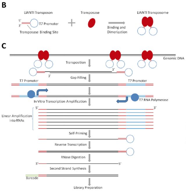 單細(xì)胞測序技術(shù)(single cell sequencing)