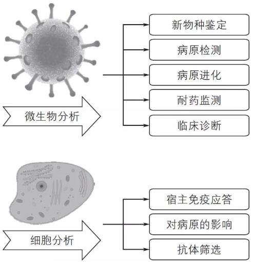 單細(xì)胞測(cè)序技術(shù)及其在傳染病研究領(lǐng)域中的應(yīng)用講解