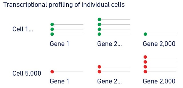 單細胞轉錄組測序(10x Genomics)詳解