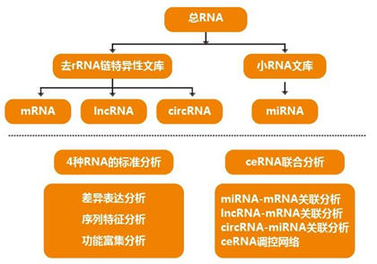 研究人員使用RNA-Seq來構建致命盒子果凍的觸手轉錄組